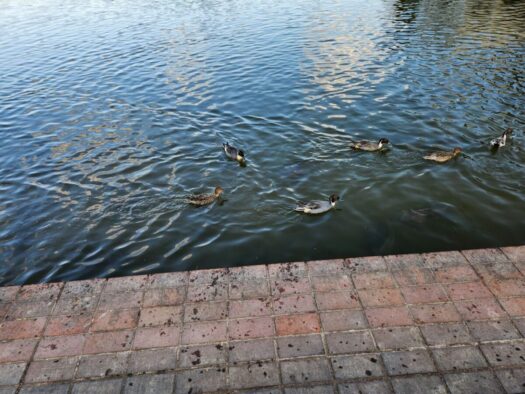 ハピネスダイアリー | 秋晴れの 飯森山公園で 満喫  酒田市