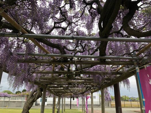 ハピネスダイアリー | 鮮やかな 藤の花に包まれる 鶴岡市　