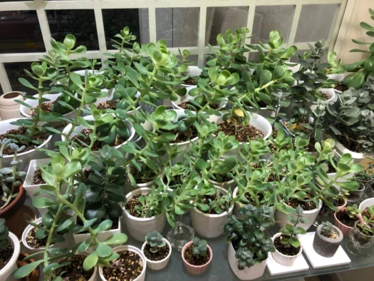 山形インフォメーション | すくすく育つ多肉植物 フォーチュンヒーリング 鶴岡市