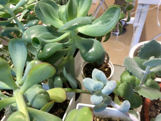 ハピネスダイアリー | ラッパみたいな形をした 面白い多肉植物 フォーチュンヒーリング 鶴岡市 ハピネスダイアリー | ラッパみたいな形をした 面白い多肉植物 フォーチュンヒーリング 鶴岡市