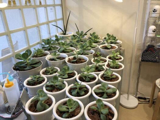 ハピネスダイアリー | 心地良い空間で癒しの時間