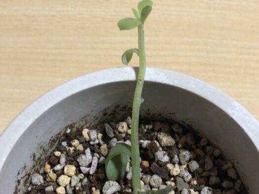 ハピネスダイアリー | 心を和ませてくれる ピーチプリデ