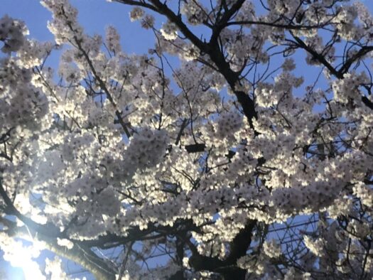 ハピネスダイアリー | 満開の桜を見上げてホッとする時間