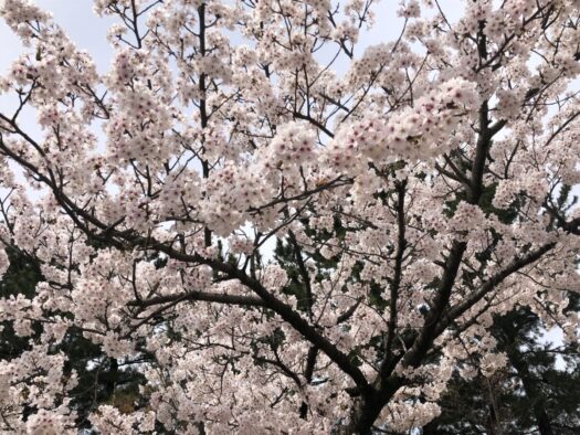 ハピネスダイアリー | 満開のモコモコ桜の下で束の間の休息
