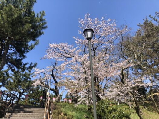 ハピネスダイアリー | 舞い散る桜に包まれて 心穏やかなひととき 日和山公園