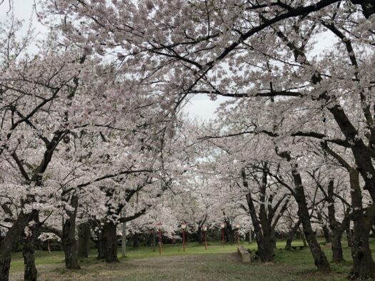 ハピネスダイアリー | 桜のトンネルが広がる 心癒されるひととき