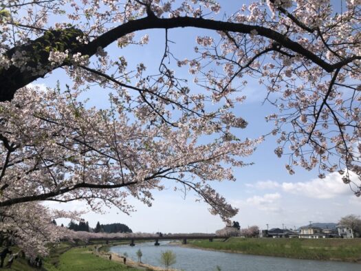 ハピネスダイアリー | 青空の下 絶景の桜並木が広がる