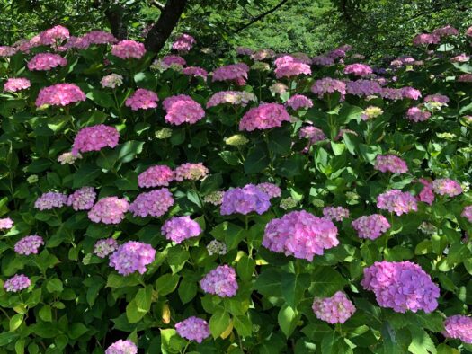 ハピネスダイアリー | 色鮮やかな 紫陽花に囲まれて 心癒される時間