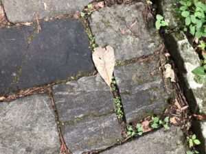 ハピネスダイアリー | 神聖な空気と自然に触れながら 羽黒登山