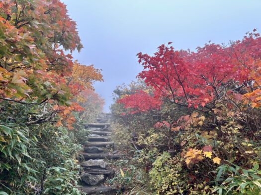 ひまわりダイアリー | 見頃 秋田駒ケ岳 紅葉  仙北市