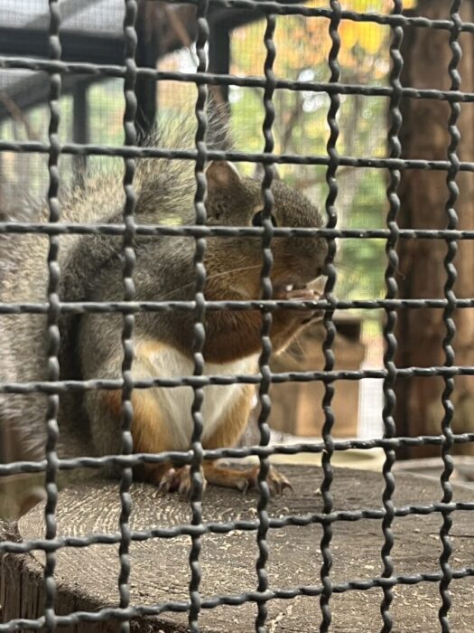 ひまわりダイアリー | 可愛いリス どんぐりポスト 盛岡市動物公園 盛岡市 ひまわりダイアリー | 可愛いリス どんぐりポスト 盛岡市動物公園 盛岡市