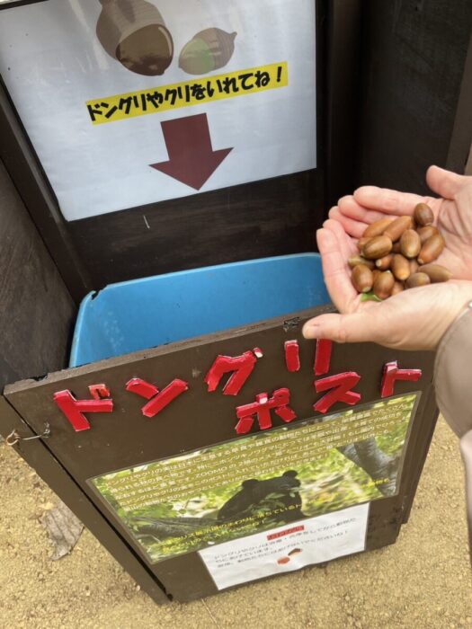ひまわりダイアリー | 可愛いリス どんぐりポスト 盛岡市動物公園 盛岡市 ひまわりダイアリー | 可愛いリス どんぐりポスト 盛岡市動物公園 盛岡市