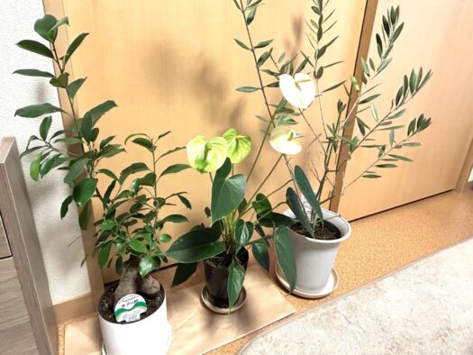 ひまわりダイアリー | 癒しの空間 観葉植物 花ハウス・グレボ 大仙市