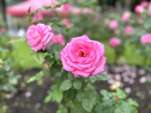 ひまわりダイアリー | 愛の時間 バラ祭り 東沢バラ公園 村山市