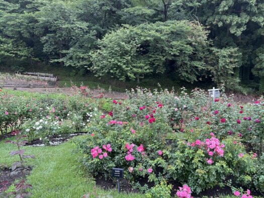 ひまわりダイアリー | 愛の時間 バラ祭り 東沢バラ公園 村山市