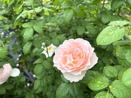 ひまわりダイアリー | 愛の時間 バラ祭り 東沢バラ公園 村山市