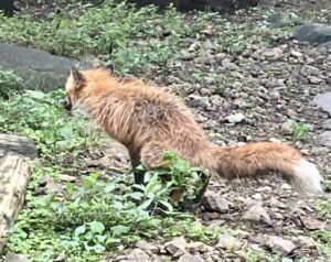 アイリス ダイアリー | 宮城県白石市にある宮城蔵王キツネ村