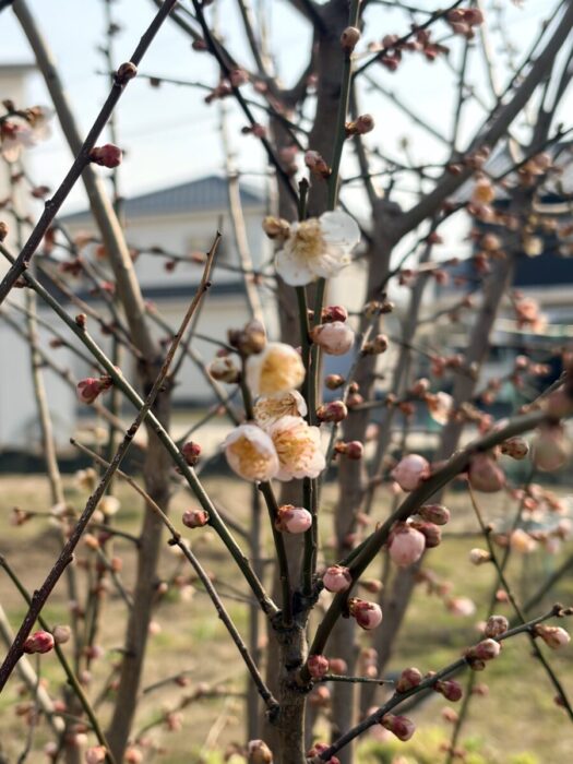 アイリス ダイアリー | 綺麗な花々 アイリス ダイアリー | 綺麗な花々