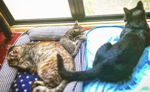 ラネージュ・ダイアリー | おめでた報告で心がほっこり ラネージュ・ダイアリー | おめでた報告で心がほっこり