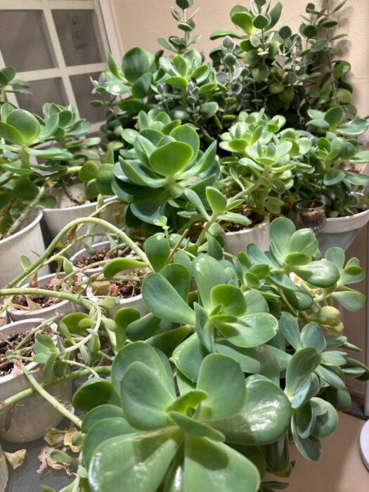 ルナ ダイアリー | スカッと解消はフォーチュンヒーリングで