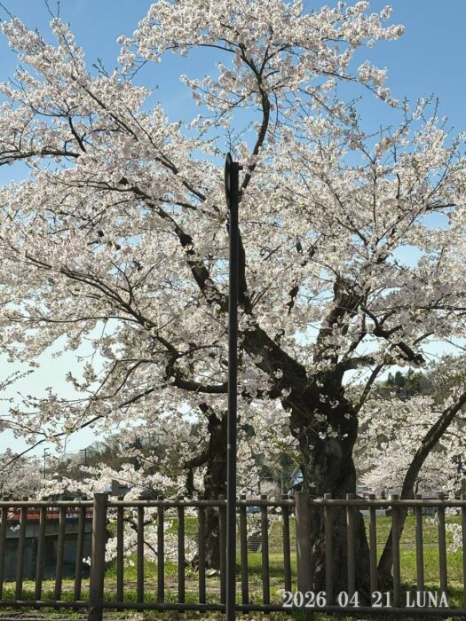 ルナ ダイアリー | 心踊る　日常生活