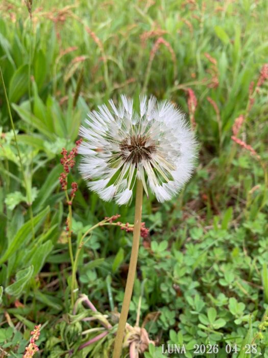 ルナ ダイアリー | 心晴れ晴れ野外学習