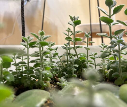 ルナ ダイアリー | 輝け母への想い