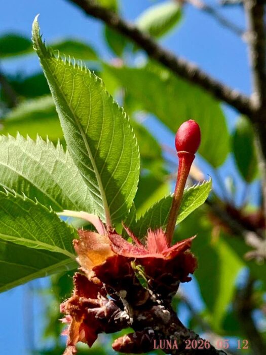 ルナ ダイアリー | 感動　八重桜の再生