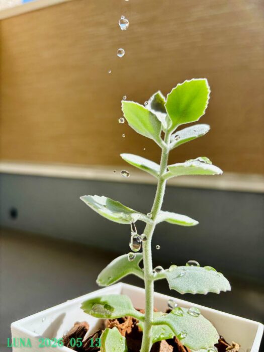 ルナ ダイアリー | 情熱　多肉植物への想い