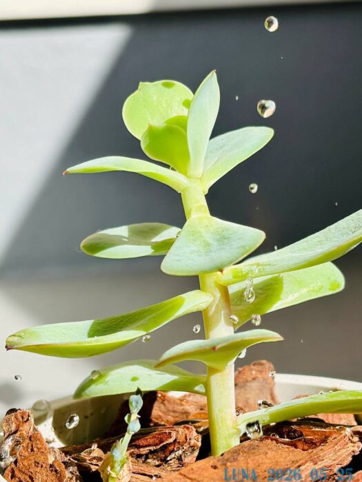 ルナ ダイアリー | 心鮮やか　幸せは、すぐ足元にある