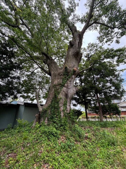 ルナ ダイアリー | 安らぎ　八重神社
