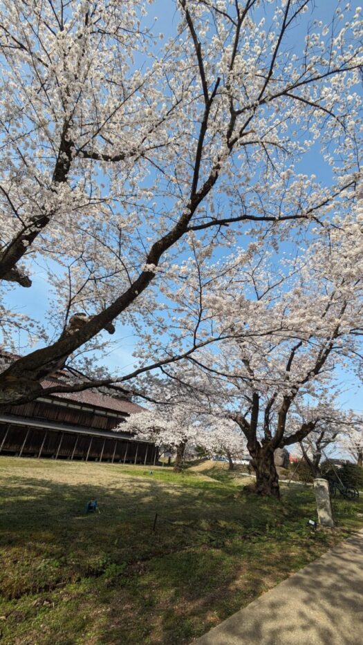 ミスト・ダイアリー | 「松ヶ岡開墾場」のお花見 鶴岡市