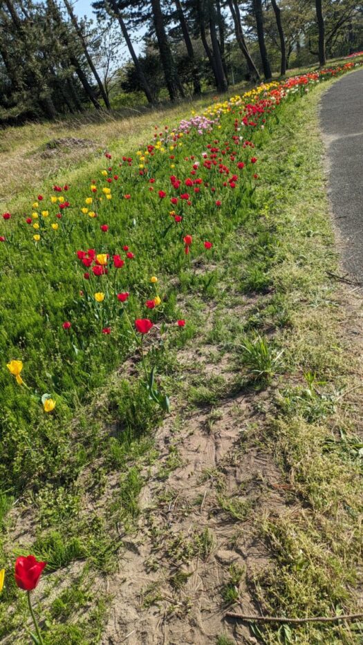 ミスト・ダイアリー | お花咲いたーと歌いたくなる景色 「いこいの村公園」 鶴岡市