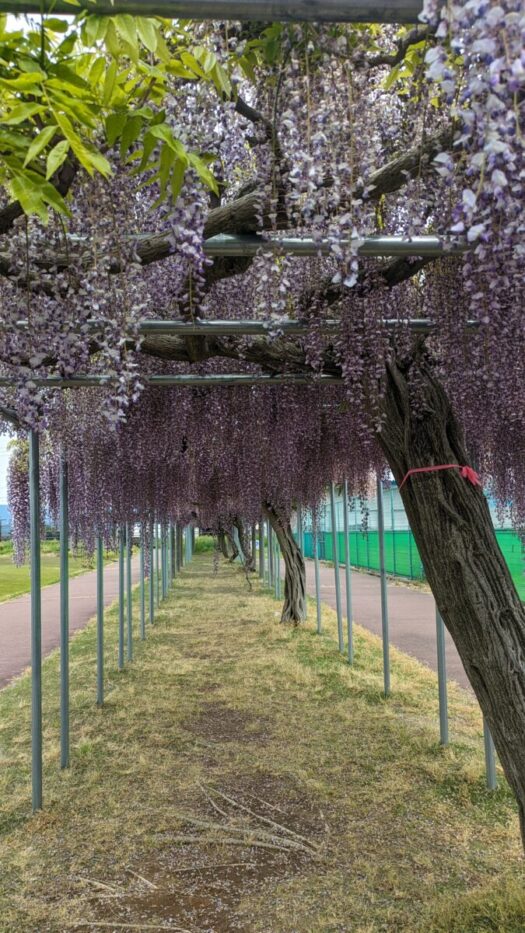 ミスト・ダイアリー | 藤島の藤の花 「藤島体育館」 鶴岡市