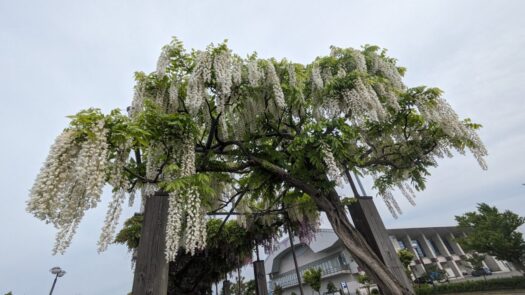 ミスト・ダイアリー | 二色の綺麗な藤の色 「藤の花公園」 鶴岡市