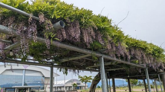 ミスト・ダイアリー | 藤島の藤の花 「藤島体育館」 鶴岡市