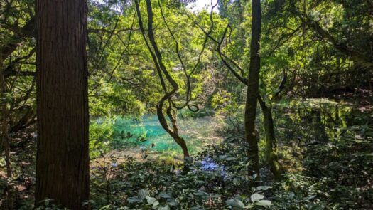 ミスト・ダイアリー | 幻想的なエメラルドグリーンの水面「丸池様」酒田市