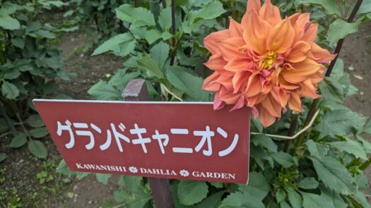 ミスト・ダイアリー | おどろき。大きい花のグランドキャニオン「川西ダリア園」川西町