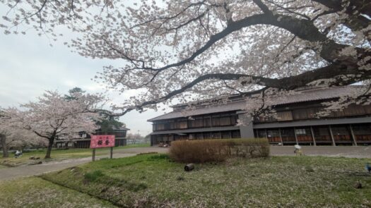 ミスト・ダイアリー | 素敵な桜をお花見「松ヶ岡開墾場」鶴岡市