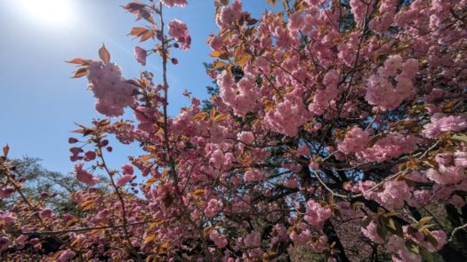 ミスト・ダイアリー | 華やかで綺麗な桜「蝦夷館公園」鶴岡市