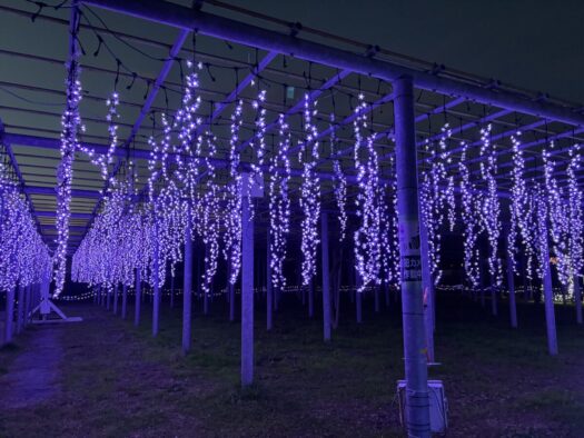 ミスト・ダイアリー | 藤の棚田みたいな「藤島歴史公園」鶴岡市