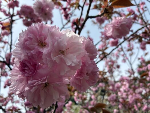 ミスト・ダイアリー | 三十代女子、お花見をしにいきますよ「蝦夷館公園」鶴岡市