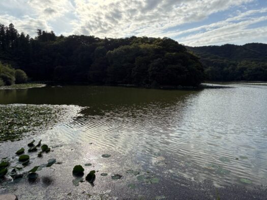 ミスト・ダイアリー | 下池にお散歩へ「鶴岡市」