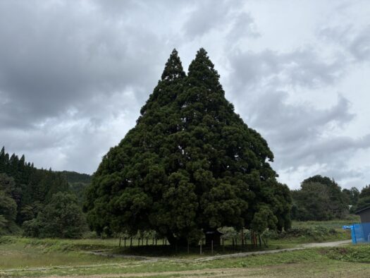 ミスト・ダイアリー | トトロの木の大きさに感激「小杉の大杉」鮭川村