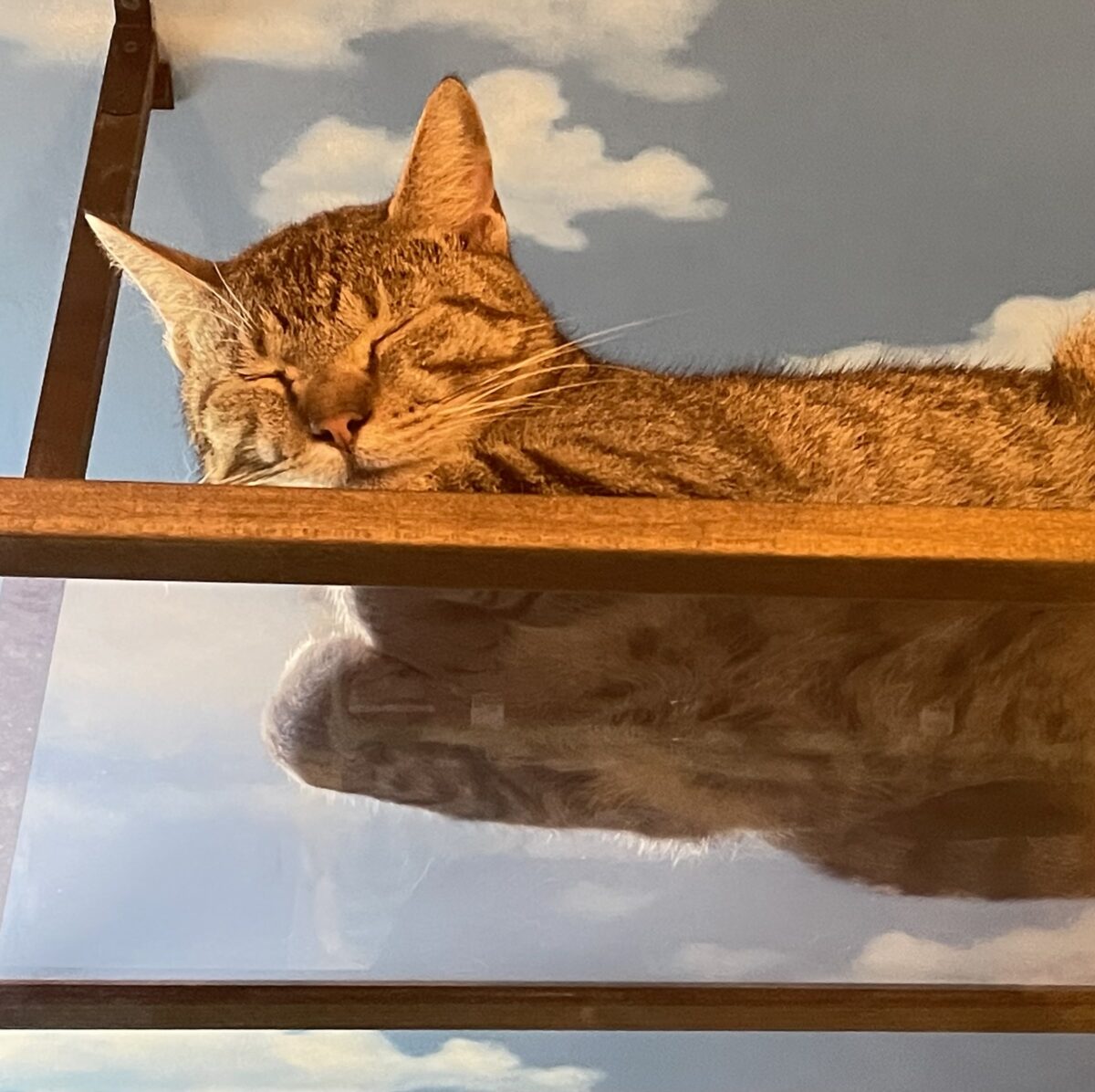 STELLA DIARY | 満足　保護猫カフェ「でずぼcafe」鶴岡市