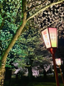 STELLA DIARY | 幻想的な夜桜 －鶴岡市－