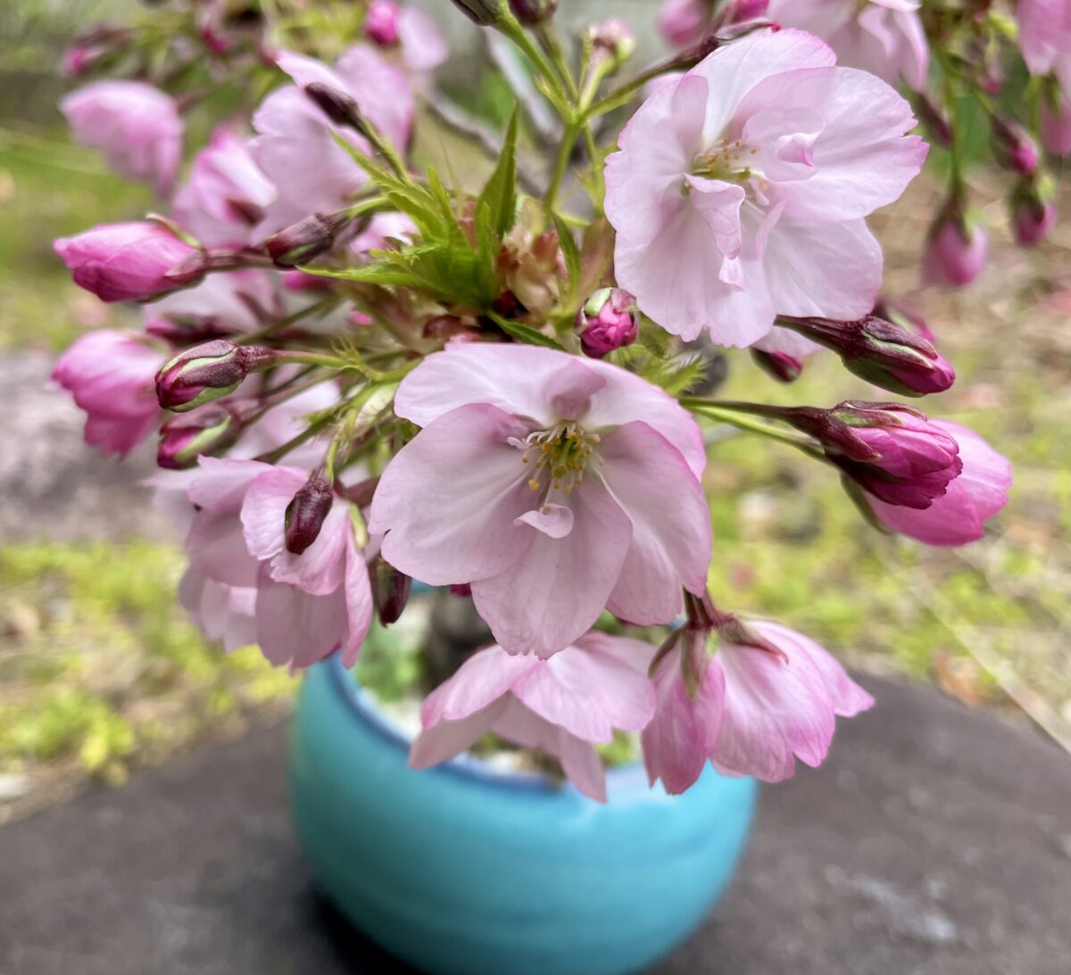STELLA DIARY | 花より団子🍡春の小さなお花見 STELLA DIARY | 花より団子🍡春の小さなお花見