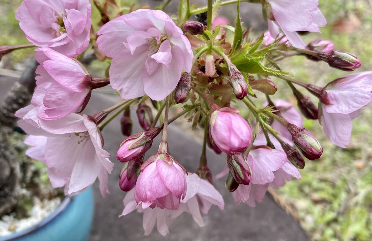 STELLA DIARY | 花より団子🍡春の小さなお花見 STELLA DIARY | 花より団子🍡春の小さなお花見