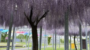 おさるの自由帳 | 癒される藤の花「Hisu花」鶴岡市