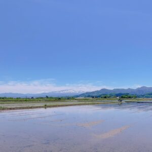 月山　水田　鶴岡市菱津にて